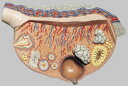 【送料無料】【無料健康相談 対象製品】ソムソ社 卵巣模型 ms51 人体模型