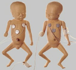 【送料無料】【無料健康相談 対象製品】ソムソ社 早産乳児（男児） ms60 人体模型