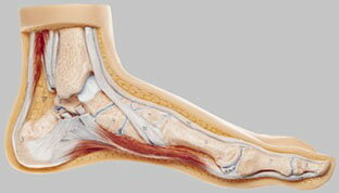 ソムソ社　正常足模型 ns1 人体模型