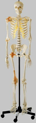 【送料無料】【無料健康相談 対象製品】ソムソ社　等身大骨格模型（靭帯付） qs10_6 人体模型