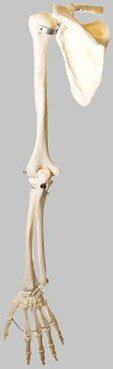 ソムソ社　上肢骨模型 qs14 人体模型