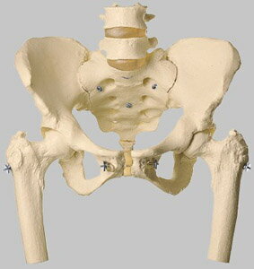 【送料無料】【無料健康相談 対象製品】ソムソ社　男性骨盤模型 qs16_27 人体模型