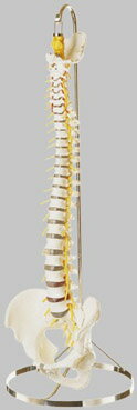 ソムソ社　脊椎骨盤模型 qs21_5 人体模型
