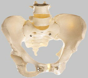 ソムソ社　女性骨盤模型 qs26 人体模型