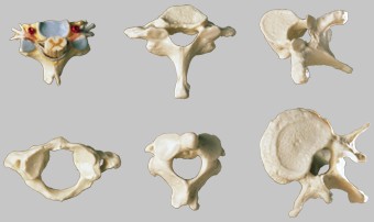 【送料無料】【無料健康相談 対象製品】ソムソ社　脊椎骨と脊髄神経の7点セット qs54 人体模型