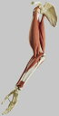 【送料無料】【無料健康相談 対象製品】ソムソ社 上腕と前腕の筋肉運動模型 qs55/2 人体模型