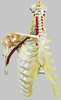 【送料無料】【無料健康相談付】ソムソ社　頸椎と靭帯付肩関節模型 qs65_5 人体模型