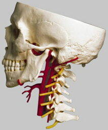 【送料無料】【無料健康相談 対象製品】ソムソ社　動脈付頭蓋底模型 qs65_6 人体模型