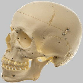 【送料無料】【無料健康相談付】ソムソ社　頭蓋骨分解模型（3分解） qs7_1 人体模型