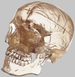 ソムソ社　頭蓋骨分解模型（3分解） qs7_t 人体模型