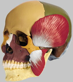 【送料無料】【無料健康相談 対象製品】ソムソ社　頭蓋骨分解模型（14分解、色分 咀嚼筋付） qs8_3m 人体模型