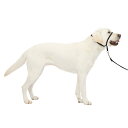 PetSafe(ペットセーフ)犬の引っ張り防止グッズ ジェントルリーダー ヘッドカラー ブラック Lサイズ