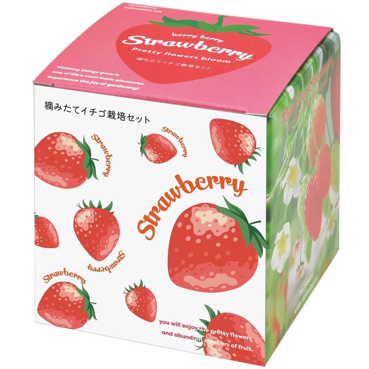 [ギフトに]栽培キット：摘みたてイチゴ栽培セット[苺 いちご 種から育てる栽培キット]
