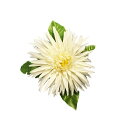 ガーベラ ヘアークリップ ホワイト HP285