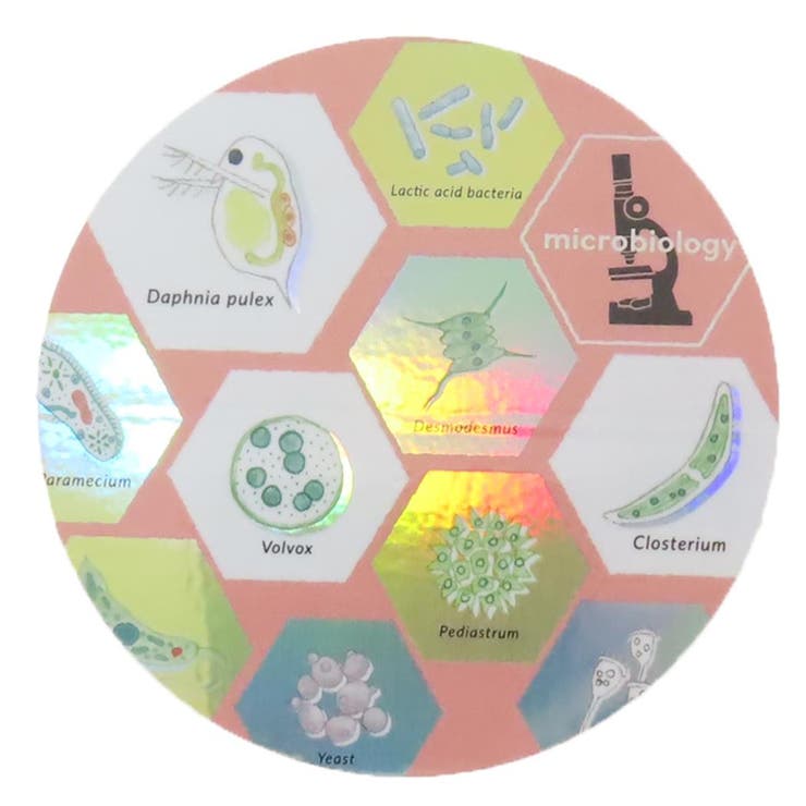 cinemacollection STUDY HOLIC ダイカットシール オーロラステッカー 微生物学 Green Flash デコシール..