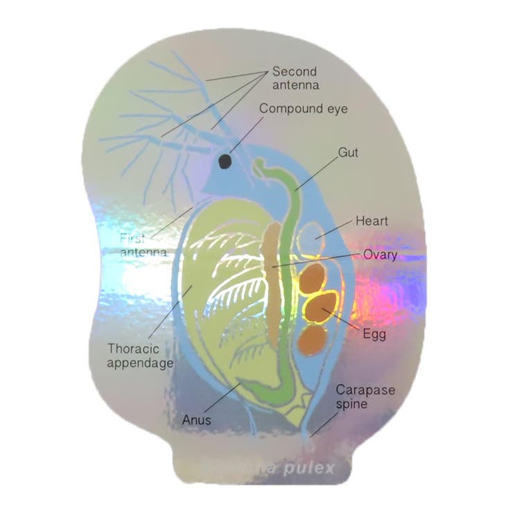 cinemacollection STUDY HOLIC ダイカットシール オーロラステッカー 微生物学 ミジンコ Green Flash ..