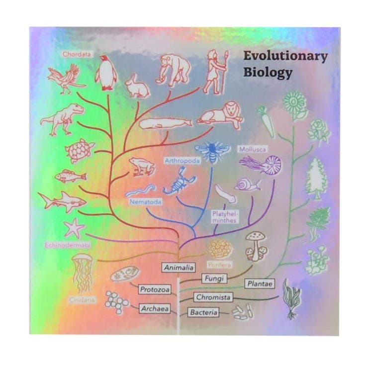 cinemacollection STUDY HOLIC ダイカットシール オーロラステッカー 進化生物学 Green Flash デコシー..