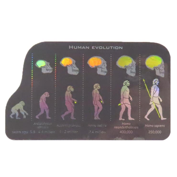 cinemacollection STUDY HOLIC ダイカットシール オーロラステッカー 進化生物学 人類 Green Flash デ..