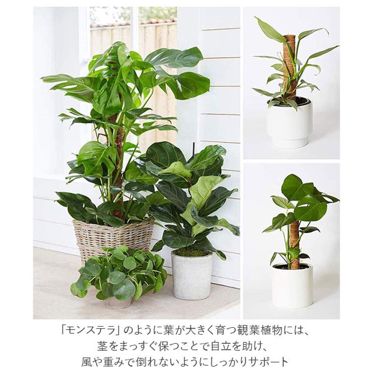 BACKYARD FAMILY 支柱 植物支柱 cn0441 寝具・インテリア雑貨 [3]