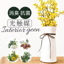 【5/16 1:59まで 5%OFFクーポン】BACKYARD FAMILY 光触媒 インテリアグリーン ロングポット 寝具・インテリア雑貨