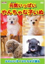 元気いっぱい やんちゃな子いぬ 【新品DVD】