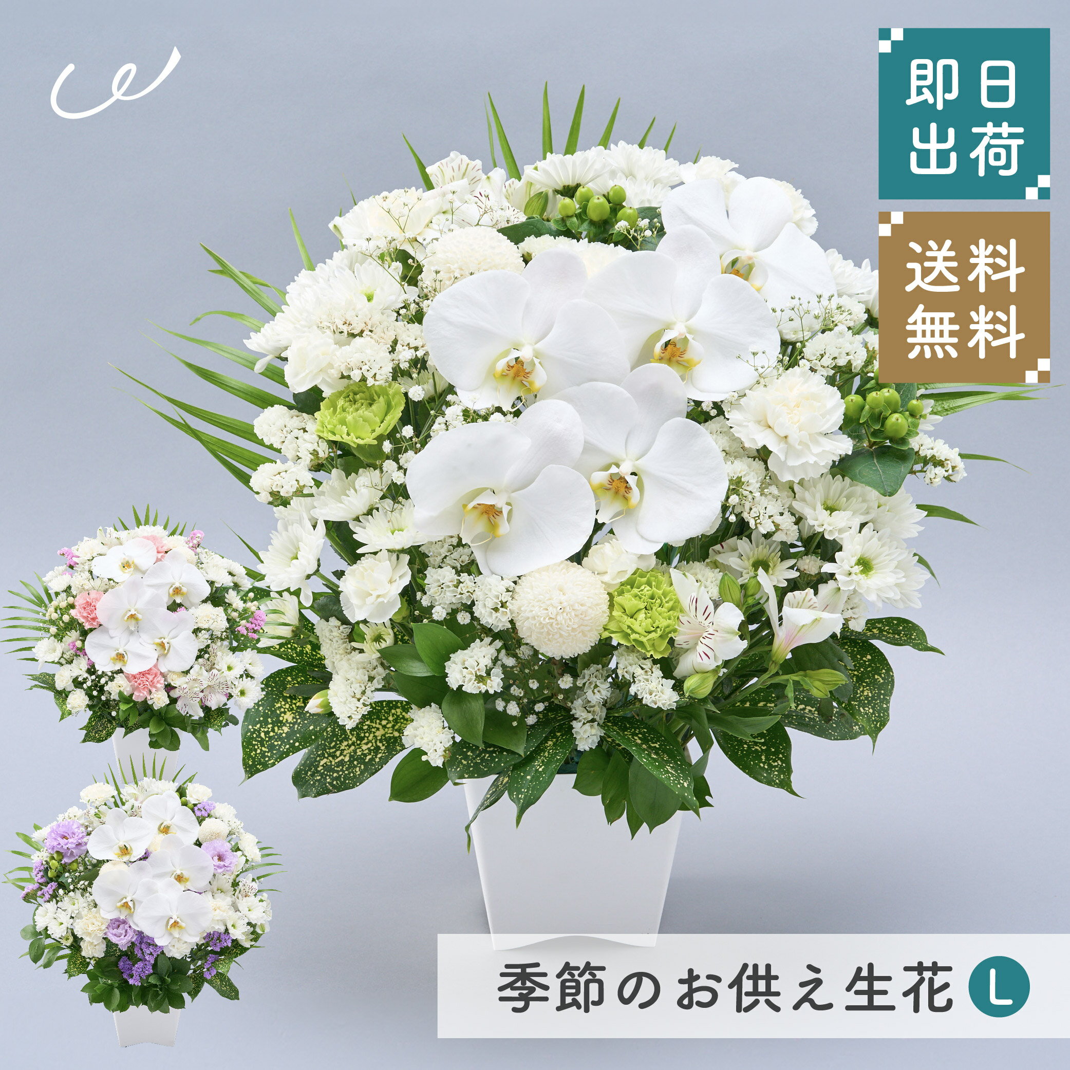 楽天市場】お供え 花 胡蝶蘭 アレンジメントの通販 楽天市場】お供え 花 胡蝶蘭 アレンジメントの通販
