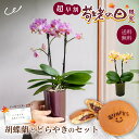 【超早割 9月1日10時まで】【敬老の日限定】 マイクロ胡蝶蘭 どら焼き2個セット 鉢植え スイーツ 和菓子 おしゃれ ミニ ピンク イエロー 数量限定 生花 花 おしゃれ 祖母 祖父 60代 70代 80代 90代 プレゼント ギフト 贈り物
