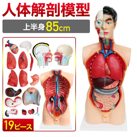 業務用 模型 人体模型 人体 トルソー 実寸 実物大 解剖図 内臓 標本 分解 モデル 男性 半身 全身 断面 解体 リアル 研究 教材 実験 大学 病院 内科 胃腸科 教室 理科室 肝試し お化け屋敷 おもちゃ どっきり ドッキリ 脳 心臓 膵臓 脾臓 肺 胃 大腸 盲腸 十二指腸 小腸 膀胱