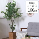 \ 半額 & 500円オフ★9日18時〜先着 / フェイクグリーン 160cm 観葉植物 大型 鉢付き 小石付き フェイク 水やり不要 フィカス インテリア お...
