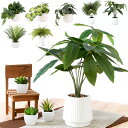 \ 5%OFF★先着順 5/6まで / 観葉植物 小さい フェイク インテリア パキラ モンステラ パナマソウ ヤシ シダ アロカシア シンゴニウム 小型 フェ...