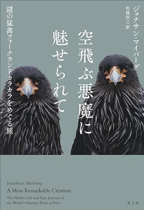 空飛ぶ悪魔に魅せられて 　謎の猛禽フォークランドカラカラをめぐる旅