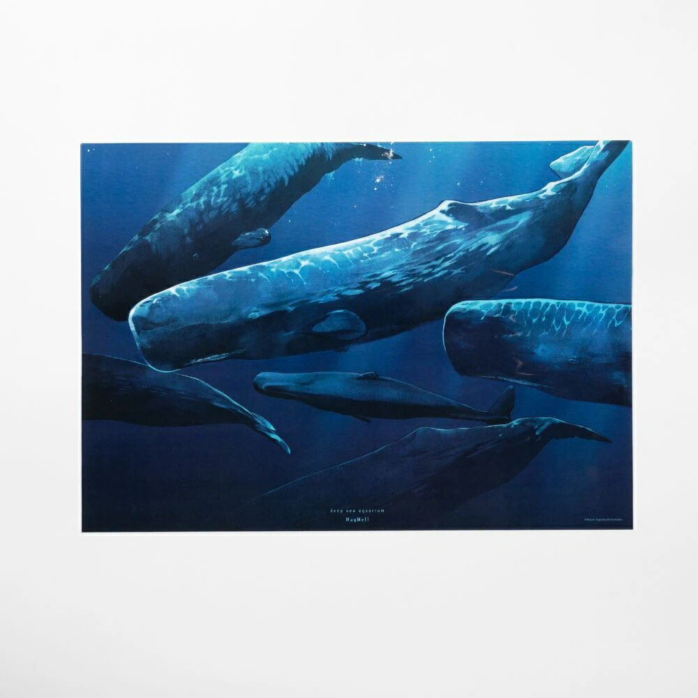 『マグメル深海水族館』航洋のクジラ クリアポスター