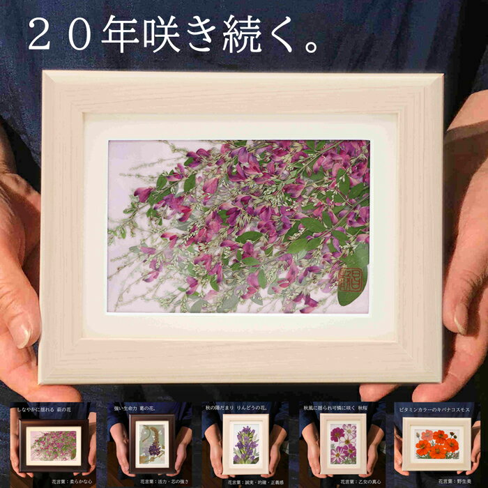 ＼20年咲き続く押し花/ 押し花アート 祖母 プ...の商品画像