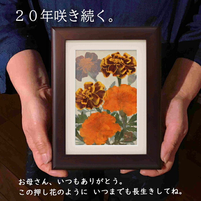 作品名：『マリーゴールド ブラウン額』開花時期：4-11月頃 花言葉：生命の輝き 販売価格：8,000円(送料無料・税込) ※額込みのお値段です。 庄村昌子の押し花アートギフトとは、大切な方のもとで20年以上咲き続ける押し花アートギフトです。花も葉っぱも茎も蕾もすべて本物です。 自然そのものの美しさにこだわり、1600坪の自家農園で花を育て、それぞれの花・葉っぱ・茎に合わせた重さで水分を抜くことで、自然の色を引き出し、”自然そのものの美しさ”を表現しております。 その自然の色合いはとても優しく、『いつもありがとう』『元気でいてね』などの気持ちとともに 大切な方のもとでそっと寄り添うように咲き続けます。 【額サイズ】218×168×18(mm) 【額の材質】ヒノキ ※額は、きめ細やかで温かみのある手触り感の『ヒノキ』の額を使用しております。 作品をよく見てみると、薄く絵のように見えるところがございますが、これは絵ではございません。本物の枝や葉っぱ、お花が入っております。薄い素材の後ろにもう1つ作品を重ねる事で、自然に咲いているような遠近感のある作品を作り上げております。 最後に、ガラスを載せて真空状態にして仕上げております。作品の中には接着材など化学物質は使いません。茎、葉っぱ、お花をそれぞれ額の中で咲かせていき、最後にガラスを載せ、周りを接着して真空の状態にすることで形をとどめております。植物が入っている空間には、とにかく自然の状態にこだわります。 【インテリアの様子】 【作家紹介】春の自家農園の様子。押し花にするほとんどの花は1600坪の自家農園で育てています。瑞々しい押し花を作り上げるには、とにかく花の生命力の強さと、鮮度が命。お花を摘んで数秒で和紙のベットの中へ。花たちは押し花になったこと、気づいてないかもしれないくらいのスピードです。重石を載せて水分を抜いていきます。この工程、シンプルだけど奥深い。押しすぎると薄くてペラペラ透明の花に色が抜けていき、軽すぎると押している段階でしわになって枯れていきます。 どのタイミングでどのくらいの重さをかけるのか、花にあわせて、重石の重さを判断する、その微調整が匠の技。花、本来の色を引きだされて押し花になるので、咲いているときより色が濃く出てきます。 押し花の個展をしていて、お客様のお声で一番多いのが『本当に色がかわらないの？』というご質問です。押し花というと、2年くらいでセピア色に変ってしまうものという認識が多いので、みなさん不思議そうです。そこで、色が変わらないのを見ていただくために、2019年11月に日本橋で開催いたしました個展には、2004年(15年前)に製作させた『紫陽花』の作品を展示させていただきました。それがこちらです。(2019年11月に撮影したものです。)20年経った今も色が変わらず、綺麗に咲き続けております。それだけではなく、時の流れとともに、作品が中でなじんで深みが出てきます。色が少し濃くなったり、花の質感が出てきたりと、”本物の植物の美しさ”をお楽しみ頂けます。大切な方へ、普段はなかなか伝えられない『ありがとう』の気持ちを込めて、押し花ギフトはいかがでしょうか。大切なメッセージが花とともに、ずっと綺麗に咲き続けます。 メッセージカードなどはすべて無料とさせていただきます。ご注文の際、備考欄に必要事項をご記入くださいませ。■額の裏に焼き付け文字をお入れ致します！