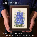 ジャンル押し花 押し花作品 押し花アート 押し花額 押し花額作品 花ギフト 押し花 額絵 花の絵寸法フレームタイプ ※置く・壁掛け どちらでも可能 ※裏に壁掛け用のひもがついております。 【額寸法】218mm×168mm×18mm額の材質ヒノキ原産国■日本製 ※自家農園で育てた植物を使用し、自社のアトリエで作家が1点1点丁寧に製作しております。同じ花でもそれぞれ個性があるため、同じデザインではございますが、掲載しているお写真と全く同じ作品というわけではございませんのでご了承くださいませ。メディア2013年 NHKラジオ深夜便「明日へのことば」出演等無料サービス名入れ 花言葉カード メッセージカード メッセージ 代筆 ラッピング 熨斗 送料無料 (全国どこでも・全商品)納期あす楽(12時までのご注文で即日発送致します。)あす楽以外のご注文は1〜2日後発送となります。発送宅急便(ヤマト運輸でお届け致します。)即日発送。日時指定可。注意事項■飾る場所に注意してください。 1-日当たりの良い場所は避けてください。 ：絵画等も一緒ですが、直射日光・紫外線により変色することも考えられます。窓から離し、紫外線の当たりにくい場所に飾ってください。 ■商品の撮影には最大限注意を払っておりますが、閲覧時のモニター環境によりましては実際の商品と若干違うお色味に映ることもございます。ご了承くださいませ。販売者(連絡先)有限会社　美宝エンタープライズ 押し花アートギフト庄村昌子の世界 代表者：山内昌子 店舗運営責任者：山内真実 店舗セキュリティ責任者：山内真実 店舗連絡先：shouko@shop.rakuten.co.jp 電話番号：044-798-3223 ※10：00〜17：00まで ※当店は出店6年目を迎えました。ご注文・お問い合わせ・発送はすべて山内真実が承ります。疑問点・ご要望等ございましたらお気軽に山内までご連絡くださいませ。作品名：『デルフィニウム(ブラウン額)』開花時期：5-6月頃 花言葉：幸福をふりまく 販売価格：8,000円(送料無料・税込) ※額込みのお値段です。 庄村昌子の押し花アートギフトとは、大切な方のもとで20年以上咲き続ける押し花アートギフトです。花も葉っぱも茎も蕾もすべて本物です。 自然そのものの美しさにこだわり、1600坪の自家農園で花を育て、それぞれの花・葉っぱ・茎に合わせた重さで水分を抜くことで、自然の色を引き出し、”自然そのものの美しさ”を表現しております。 その自然の色合いはとても優しく、『いつもありがとう』『元気でいてね』などの気持ちとともに 大切な方のもとでそっと寄り添うように咲き続けます。 【額サイズ】218×168×18(mm) 【額の材質】ヒノキ ※額は、きめ細やかで温かみのある手触り感の『ヒノキ』の額を使用しております。 作品をよく見てみると、薄く絵のように見えるところがございますが、これは絵ではございません。本物の枝や葉っぱ、お花が入っております。薄い素材の後ろにもう1つ作品を重ねる事で、自然に咲いているような遠近感のある作品を作り上げております。 最後に、ガラスを載せて真空状態にして仕上げております。作品の中には接着材など化学物質は使いません。茎、葉っぱ、お花をそれぞれ額の中で咲かせていき、最後にガラスを載せ、周りを接着して真空の状態にすることで形をとどめております。植物が入っている空間には、とにかく自然の状態にこだわります。 その他、下記の資料も同梱致します。 ・押し花作家庄村昌子のプロフィール ・庄村昌子の押し花とは ・飾るときのご注意事項 ※ギフト直接発送も承っております。※作品の中には、お値段のわかるものは一切入りませんのでご安心くださいませ。【インテリアの様子】 【作家紹介】春の自家農園の様子。押し花にするほとんどの花は1600坪の自家農園で育てています。瑞々しい押し花を作り上げるには、とにかく花の生命力の強さと、鮮度が命。お花を摘んで数秒で和紙のベットの中へ。花たちは押し花になったこと、気づいてないかもしれないくらいのスピードです。重石を載せて水分を抜いていきます。この工程、シンプルだけど奥深い。押しすぎると薄くてペラペラ透明の花に色が抜けていき、軽すぎると押している段階でしわになって枯れていきます。 どのタイミングでどのくらいの重さをかけるのか、花にあわせて、重石の重さを判断する、その微調整が匠の技。花、本来の色を引きだされて押し花になるので、咲いているときより色が濃く出てきます。 押し花の個展をしていて、お客様のお声で一番多いのが『本当に色がかわらないの？』というご質問です。押し花というと、2年くらいでセピア色に変ってしまうものという認識が多いので、みなさん不思議そうです。そこで、色が変わらないのを見ていただくために、2019年11月に日本橋で開催いたしました個展には、2004年(15年前)に製作させた『紫陽花』の作品を展示させていただきました。それがこちらです。(2019年11月に撮影したものです。)20年経った今も色が変わらず、綺麗に咲き続けております。それだけではなく、時の流れとともに、作品が中でなじんで深みが出てきます。色が少し濃くなったり、花の質感が出てきたりと、”本物の植物の美しさ”をお楽しみ頂けます。大切な方へ、普段はなかなか伝えられない『ありがとう』の気持ちを込めて、押し花ギフトはいかがでしょうか。大切なメッセージが花とともに、ずっと綺麗に咲き続けます。 メッセージカードなどはすべて無料とさせていただきます。ご注文の際、備考欄に必要事項をご記入くださいませ。■額の裏に焼き付け文字をお入れ致します！