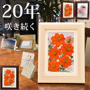 押し花 ★キバナコスモス(縦)(花言葉:野生美)■アート フラワー 母 の 日 花束 ブリザ-ブドフラワー ブリザードフラワー結婚祝い プレゼント 祖母 ルビー婚 傘寿 祝い 内祝い プリザーブドフラワー写真立て 古希祝い 喜寿 名入れ 喜寿祝い フラワー キット フォトフレーム(4)