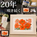 押し花 ★キバナコスモス(横)(花言葉:野生美)■母の日プレゼント 80代 母誕生日プレゼント 祖母 へ の 贈り物 米寿 お祝い フォトフレーム 米寿 ボトルフラワー 結婚記念日 花 額縁 緑寿 花婚式 誕生日プレゼント 母親 90代 閉店 祝い プレゼント 傘寿祝い 入院 中 の 母(4)