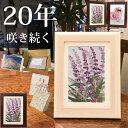 アメジストセージ(花言葉:家族愛) ■古希 お祝い 古希祝い 女性 誕生日プレゼント古希 70 歳 プレゼント プリザーブドフラワー 母 フォトフレーム 祝い ...
