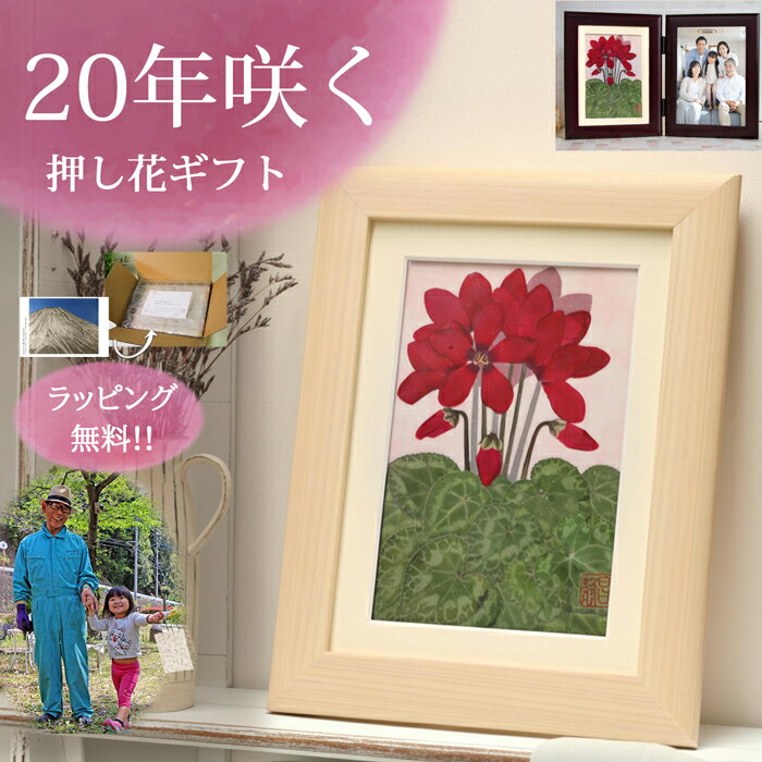 シクラメン 赤(花言葉:絆・愛情)■85 歳 お祝い プレゼント 祖母 誕生日プレゼント 80代 義母誕生日 1周年 お祝い 50歳 女性 60代女性プレゼント...