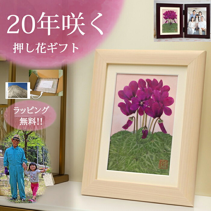 シクラメン 紫(花言葉:絆・愛情)■ 古希祝い プレゼント 母 77歳のお祝い 喜寿お花 古希 お祝い 女性 男性 喜寿 祝いプレゼント 喜寿祝い 77歳 70...