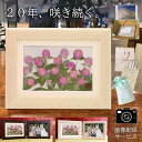 ■20年咲き続く押し花■ 花婚式 | フレーム2面 押し花 開院 10 周年 1 お祝い スタッフ から 花メッセージ 枯れない 花 プレゼント 誕生日 お花 置物 結婚式 ブリザード フラワー 名 入れ ブリザーブドフラワー 壁掛け 入院 お見舞い 卒寿 祖母 結婚 する 娘 に 母 70代