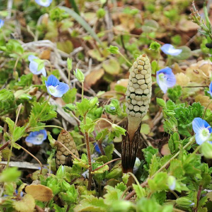 つくし 花言葉 驚き 向上心 押し花額 プリザーブドフラワー 誕生花 3月 自然の美しさにこだわってつくられた押し花作品です 花も葉っぱもそのままに 大切な方のもとでずっと綺麗に咲き続けます 押し花アート 年咲き続く 驚き押し花 押し花額 押し花