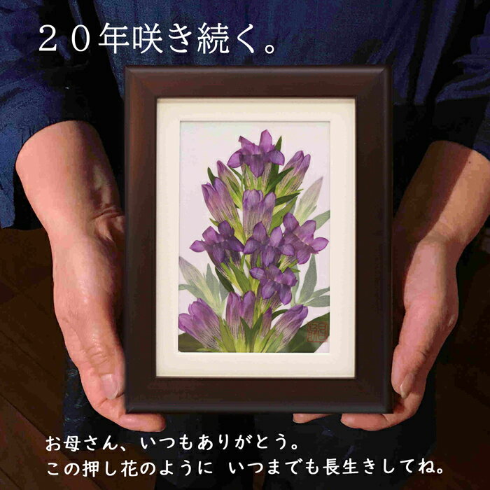 ジャンル押し花 押し花作品 押し花アート 押し花額 押し花額作品 花ギフト 押し花 額絵 花の絵寸法フレームタイプ ※置く・壁掛け どちらでも可能 ※裏に壁掛け用のひもがついております。 【額寸法】218mm×168mm×18mm額の材質ヒノキ原産国■日本製 ※自家農園で育てた植物を使用し、自社のアトリエで作家が1点1点丁寧に製作しております。同じ花でもそれぞれ個性があるため、同じデザインではございますが、掲載しているお写真と全く同じ作品というわけではございませんのでご了承くださいませ。メディア2013年 NHKラジオ深夜便「明日へのことば」出演等無料サービス名入れ 花言葉カード メッセージカード メッセージ 代筆 ラッピング 熨斗 送料無料 (全国どこでも・全商品)納期あす楽(12時までのご注文で即日発送致します。)あす楽以外のご注文は1〜2日後発送となります。発送宅急便(ヤマト運輸でお届け致します。)即日発送。日時指定可。注意事項■飾る場所に注意してください。 1-日当たりの良い場所は避けてください。 ：絵画等も一緒ですが、直射日光・紫外線により変色することも考えられます。窓から離し、紫外線の当たりにくい場所に飾ってください。 ■商品の撮影には最大限注意を払っておりますが、閲覧時のモニター環境によりましては実際の商品と若干違うお色味に映ることもございます。ご了承くださいませ。販売者(連絡先)有限会社　美宝エンタープライズ 押し花アートギフト庄村昌子の世界 代表者：山内昌子 店舗運営責任者：山内真実 店舗セキュリティ責任者：山内真実 店舗連絡先：shouko@shop.rakuten.co.jp 電話番号：044-798-3223 ※10：00〜17：00まで ※当店は出店6年目を迎えました。ご注文・お問い合わせ・発送はすべて山内真実が承ります。疑問点・ご要望等ございましたらお気軽に山内までご連絡くださいませ。作品名：『りんどう(ブラウン額)』開花時期：9-10月頃 花言葉：誠実・的確・正義感 ※額込みのお値段です。 庄村昌子の押し花アートギフトとは、大切な方のもとで20年以上咲き続ける押し花アートギフトです。花も葉っぱも茎も蕾もすべて本物です。 自然そのものの美しさにこだわり、1600坪の自家農園で花を育て、それぞれの花・葉っぱ・茎に合わせた重さで水分を抜くことで、自然の色を引き出し、”自然そのものの美しさ”を表現しております。 その自然の色合いはとても優しく、『いつもありがとう』『元気でいてね』などの気持ちとともに 大切な方のもとでそっと寄り添うように咲き続けます。 【額サイズ】218×168×18(mm) 【額の材質】ヒノキ ※額は、きめ細やかで温かみのある手触り感の『ヒノキ』の額を使用しております。 作品をよく見てみると、薄く絵のように見えるところがございますが、これは絵ではございません。本物の枝や葉っぱ、お花が入っております。薄い素材の後ろにもう1つ作品を重ねる事で、自然に咲いているような遠近感のある作品を作り上げております。 最後に、ガラスを載せて真空状態にして仕上げております。作品の中には接着材など化学物質は使いません。茎、葉っぱ、お花をそれぞれ額の中で咲かせていき、最後にガラスを載せ、周りを接着して真空の状態にすることで形をとどめております。植物が入っている空間には、とにかく自然の状態にこだわります。 その他、下記の資料も同梱致します。 ・押し花作家庄村昌子のプロフィール ・庄村昌子の押し花とは ・飾るときのご注意事項 ※ギフト直接発送も承っております。※作品の中には、お値段のわかるものは一切入りませんのでご安心くださいませ。【インテリアの様子】 【作家紹介】春の自家農園の様子。押し花にするほとんどの花は1600坪の自家農園で育てています。瑞々しい押し花を作り上げるには、とにかく花の生命力の強さと、鮮度が命。お花を摘んで数秒で和紙のベットの中へ。花たちは押し花になったこと、気づいてないかもしれないくらいのスピードです。重石を載せて水分を抜いていきます。この工程、シンプルだけど奥深い。押しすぎると薄くてペラペラ透明の花に色が抜けていき、軽すぎると押している段階でしわになって枯れていきます。 どのタイミングでどのくらいの重さをかけるのか、花にあわせて、重石の重さを判断する、その微調整が匠の技。花、本来の色を引きだされて押し花になるので、咲いているときより色が濃く出てきます。 押し花の個展をしていて、お客様のお声で一番多いのが『本当に色がかわらないの？』というご質問です。押し花というと、2年くらいでセピア色に変ってしまうものという認識が多いので、みなさん不思議そうです。そこで、色が変わらないのを見ていただくために、2019年11月に日本橋で開催いたしました個展には、2004年(20年前)に製作させた『紫陽花』の作品を展示させていただきました。それがこちらです。(2019年11月に撮影したものです。)20年経った今も色が変わらず、綺麗に咲き続けております。それだけではなく、時の流れとともに、作品が中でなじんで深みが出てきます。色が少し濃くなったり、花の質感が出てきたりと、”本物の植物の美しさ”をお楽しみ頂けます。大切な方へ、普段はなかなか伝えられない『ありがとう』の気持ちを込めて、押し花ギフトはいかがでしょうか。大切なメッセージが花とともに、ずっと綺麗に咲き続けます。 メッセージカードなどはすべて無料とさせていただきます。ご注文の際、備考欄に必要事項をご記入くださいませ。■額の裏に焼き付け文字をお入れ致します！