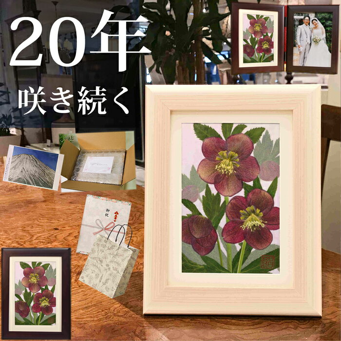 押し花★クリスマスローズ 紫 (花言葉:いたわり)■母 誕生日プレゼント 70代 プリザーブドフラワー プレゼント 女性 お花 誕生日 お誕生日 結婚祝 花 結...