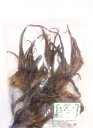 横浜中華街 干したこ(乾燥たこ)(章魚干)100g