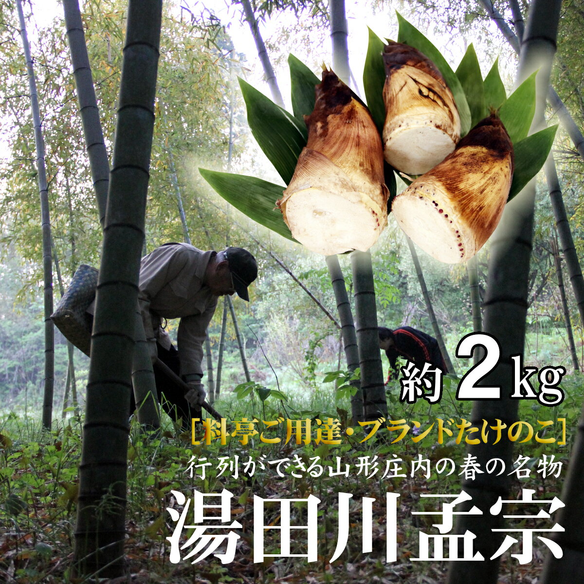 行列ができる春の特産　山形県鶴岡の「湯田川孟宗（たけのこ）朝掘り」約2kg　※配達日は指定できません