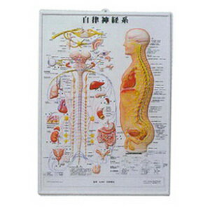 3D人体チャート(自律神経系)(SR-107B)【smtb-s】