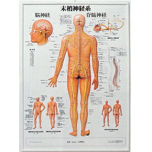 3D人体チャート(末梢神経系)(SR-118C)【smtb-s】