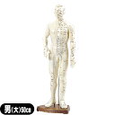 「人体模型」サンポー エスキュア(S+CURE) 経穴人形(経穴模型) 男性(大) 50cm (SR-0201) - 立体的に経穴を確認できる学習に最適な鍼灸経穴模型男性モデル【smtb-s】|詳細画像