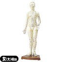 「人体模型」サンポー エスキュア(S+CURE) 経穴人形(経穴模型) 女性(大) 48cm (SR-0201A) - 立体的に経穴を確認できる学習に最適な鍼灸経穴模型女性モデル【smtb-s】(4)